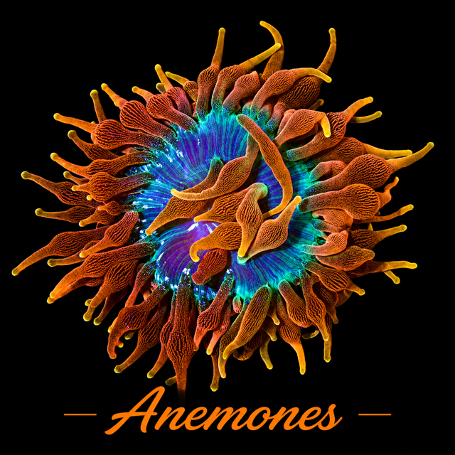 Clownfish breeder