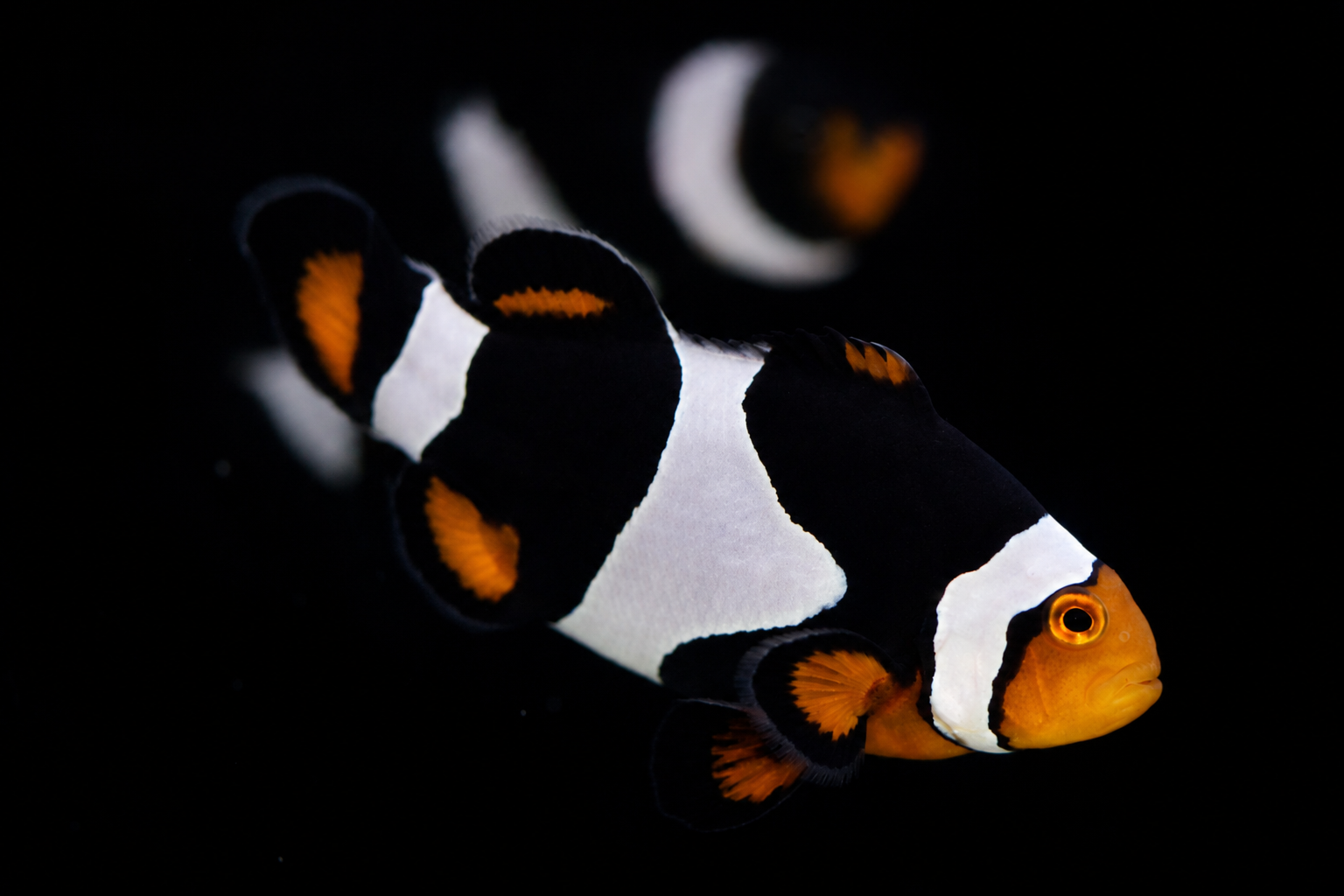 Clownfish