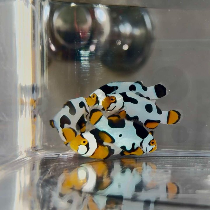 Coral reef