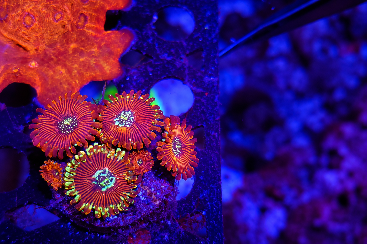 Clownfish on reef