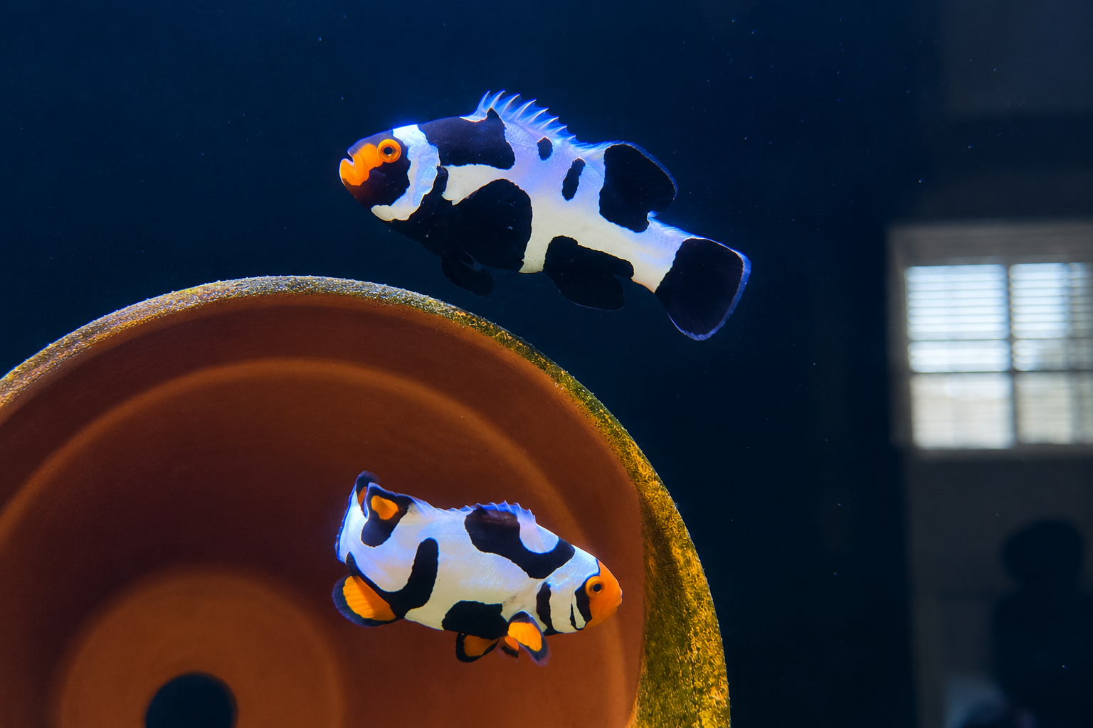 Reef products