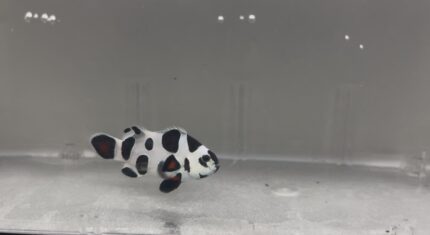 WYSIWYG Mocha Storm Clownfish