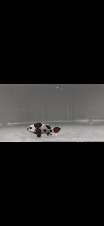 WYSIWYG Mocha Storm Clownfish