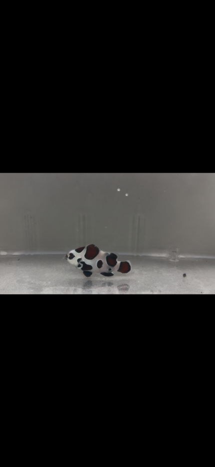 WYSIWYG Clownfish Mocha Storm
