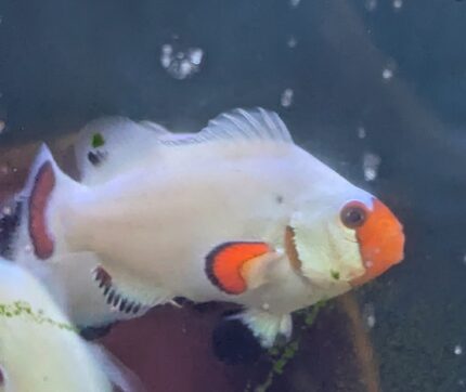 Wyoming White Clownfish
