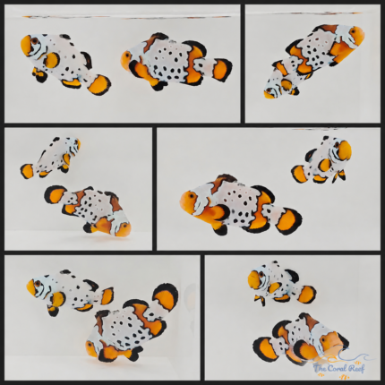 Fancy Snowflake Clownfish Pair