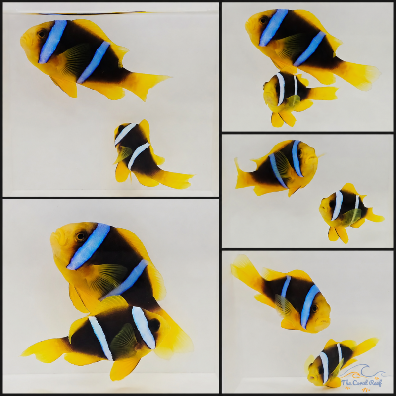Fiji Bluestripe Clownfish Pair