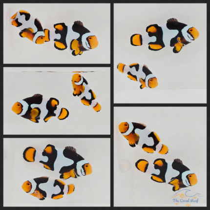 Onyx Picasso Clownfish Pair
