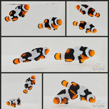 Onyx Picasso Clownfish Pair