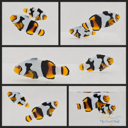 Onyx Picasso Clownfish Pair